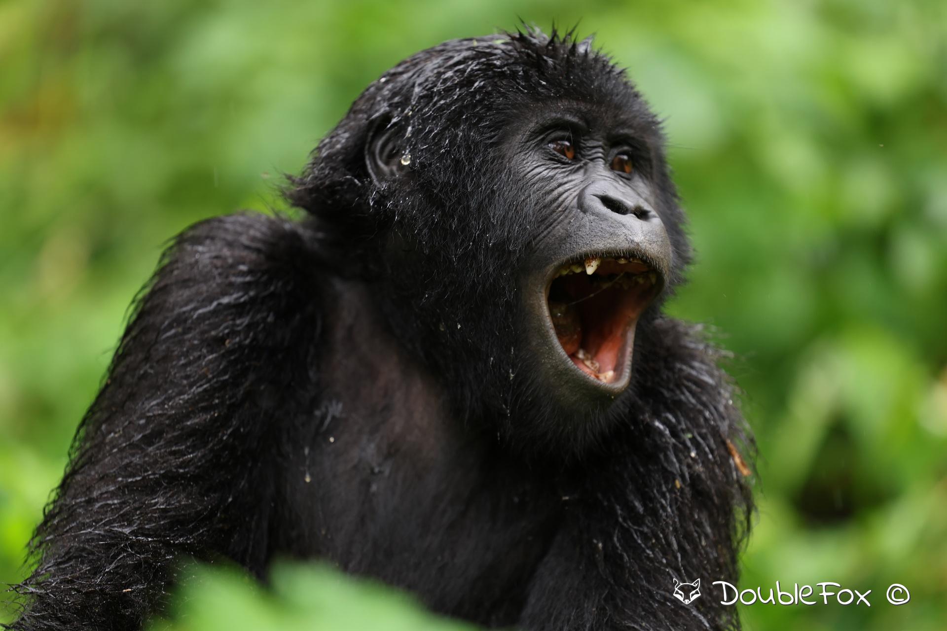 Double Fox Photography