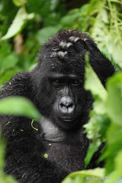 Wildlife